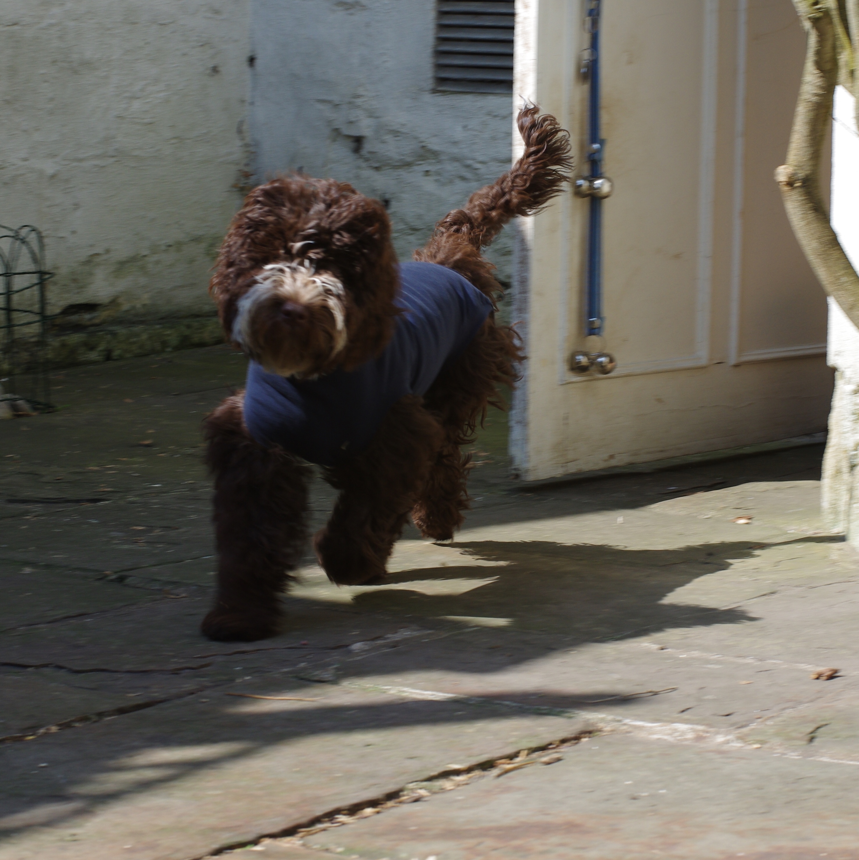 spayed recovery time cockapoo club chat keyhole spaying recovery time spayed recovery time cockapoo club chat keyhole spaying recovery time